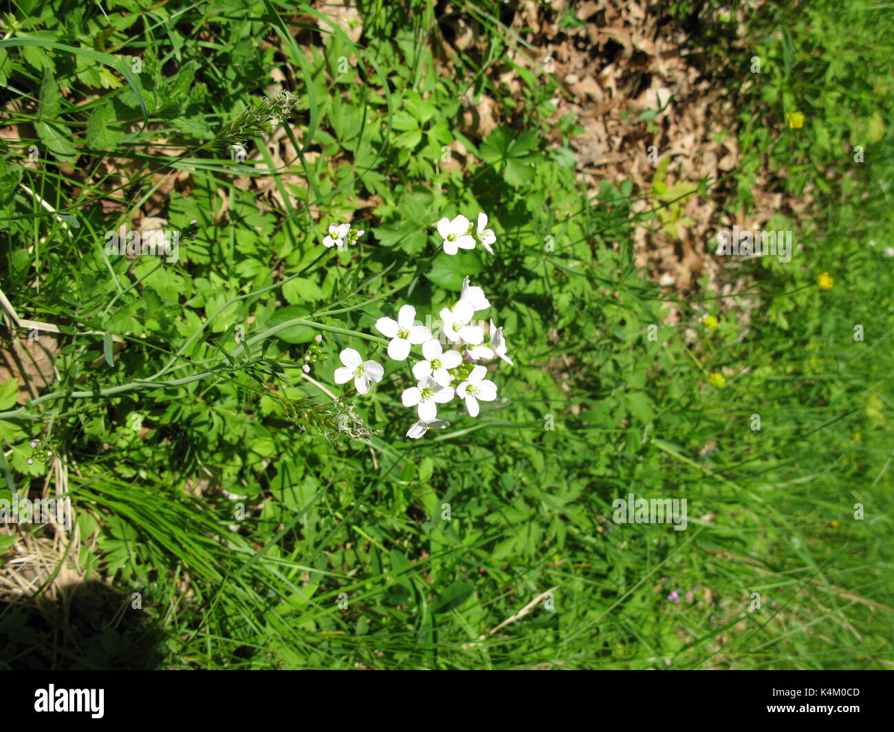 ANEMONE SYLVESTRIS 2017 Banque D'Images