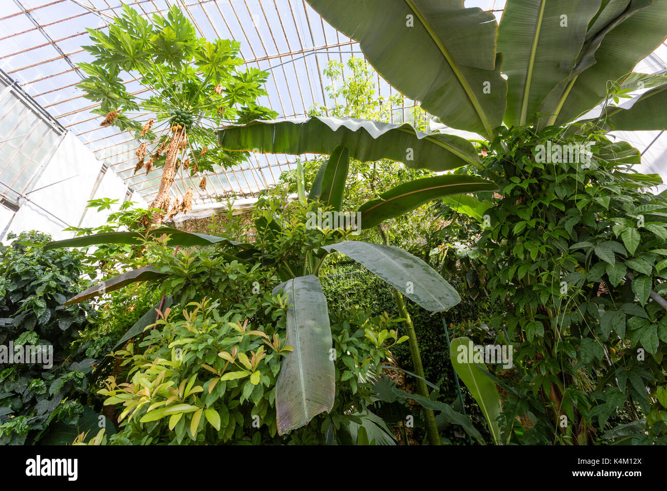 France, seine-maritime (76), Rouen, le jardin des plantes, la serre centrale, bananiers, papayer, caféier // France, seine-maritime, Rouen, le jardin Banque D'Images