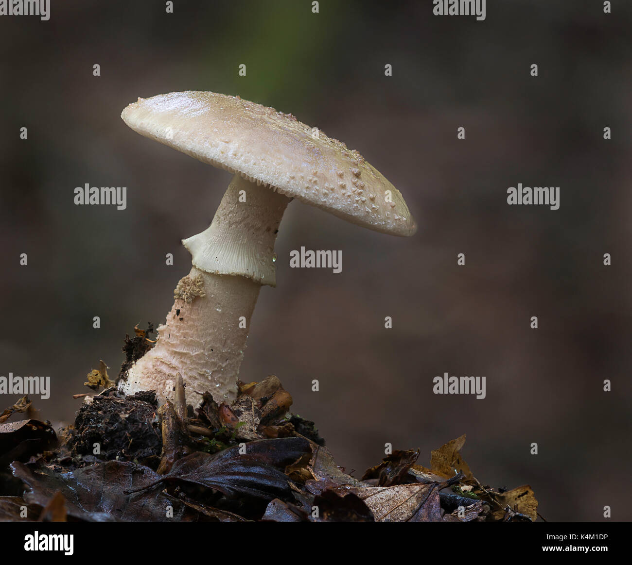 Le blush (Amanita rubescens) Banque D'Images
