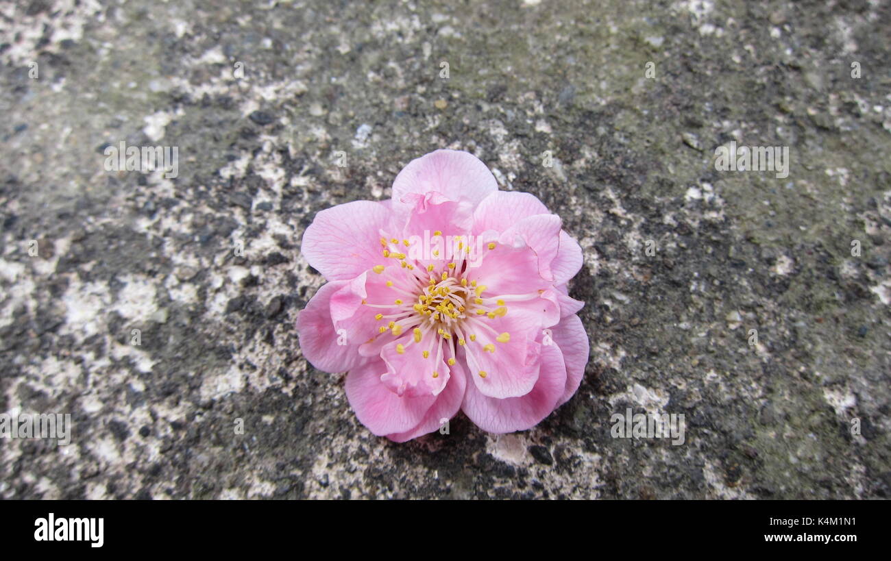 Au Japon, de prunier Prunier Rose sur la route grise, Japon, prune prune fleur tombée Banque D'Images