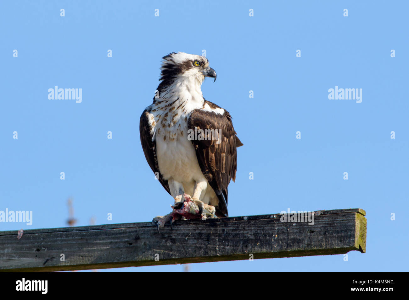 Pandion haliaetus Osprey, également connu sous le nom de Sea Hawk, poisson, Eagle River, sea hawk hawk, et poissons - est un faucon, oiseau de proie. Sur ce Banque D'Images