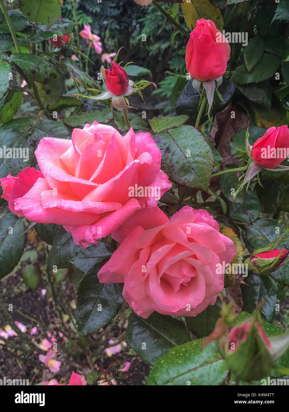 Beau jardin de fleurs de roses roses fleurs de bush avec gouttes de pluie Banque D'Images