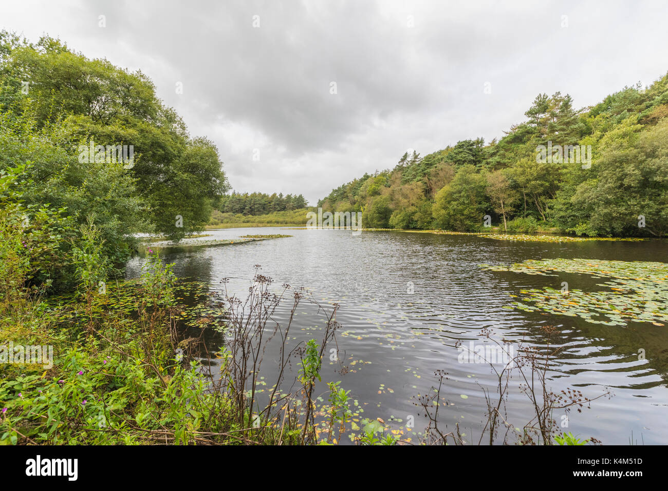 Pysgodlyn mawr, hensol forêt dans la vallée de Glamorgan. 6 septembre 2017 Phillip Roberts Banque D'Images