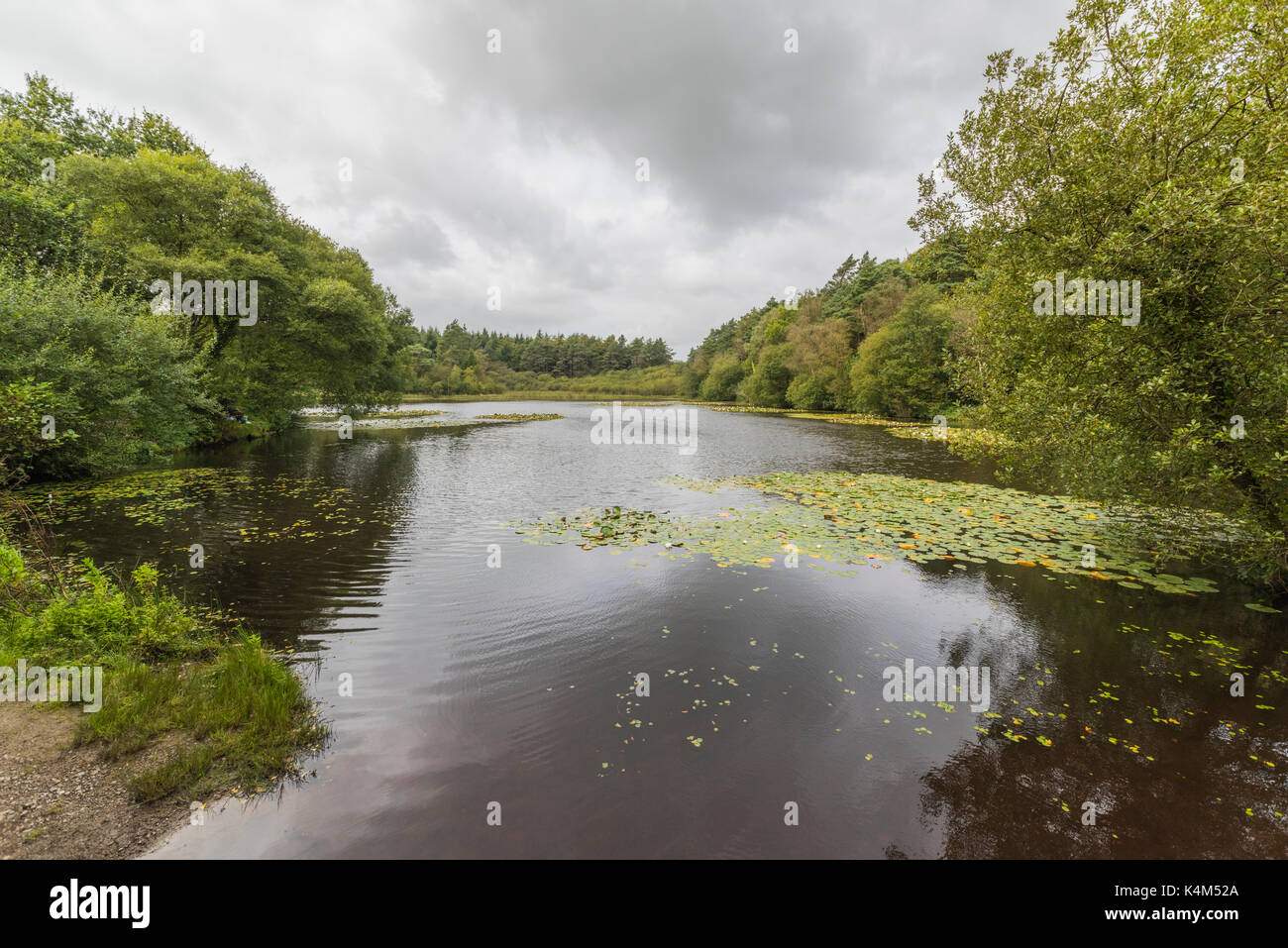 Pysgodlyn mawr, hensol forêt dans la vallée de Glamorgan. 6 septembre 2017 Phillip Roberts Banque D'Images