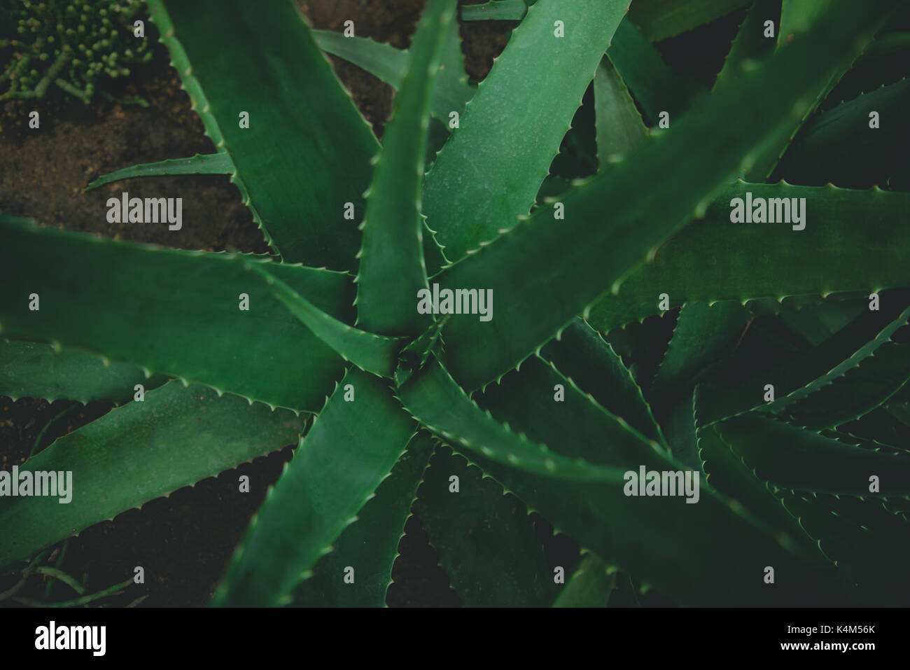 Libre de feuilles de l'Aloe Vera espèces. Banque D'Images