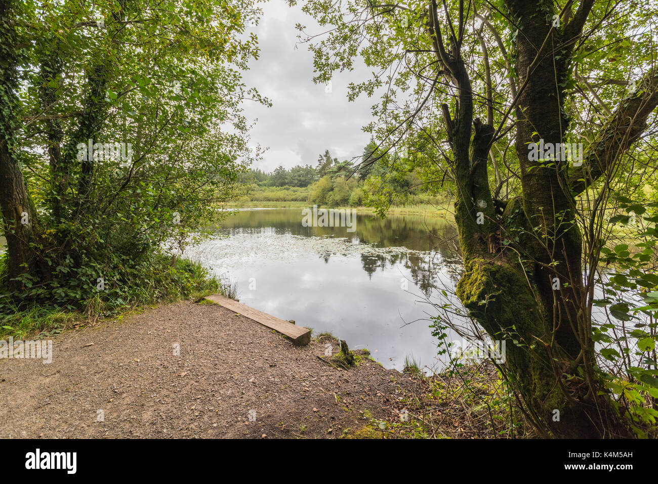 Pysgodlyn mawr, hensol forêt dans la vallée de Glamorgan. 6 septembre 2017 Phillip Roberts Banque D'Images