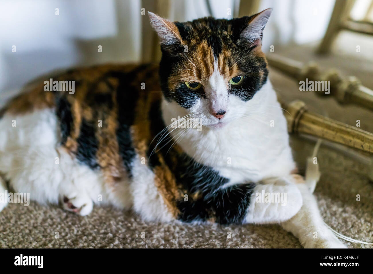 Agace Chat Calico En Colere Sous La Presidence De Seance Sur Tapis A Bas Prix A La Maison Photo Stock Alamy Agace Chat Calico En Colere Sous La Presidence De Seance Sur Tapis A Bas Prix A La Maison Photo Stock Alamy