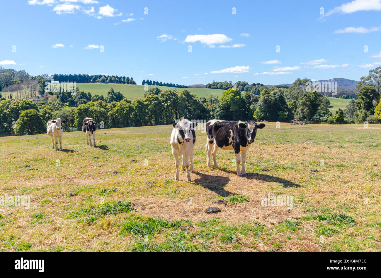 Sur le bétail dans la propriété rurale wildes meadow New South Wales australie Banque D'Images