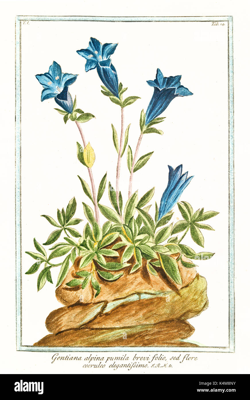 Vieille illustration de Gentiana alpina pumila brevi folio. Par G. Bonelli sur Hortus Romanus, publ. N. Martelli, Rome, 1772 - 93 Banque D'Images