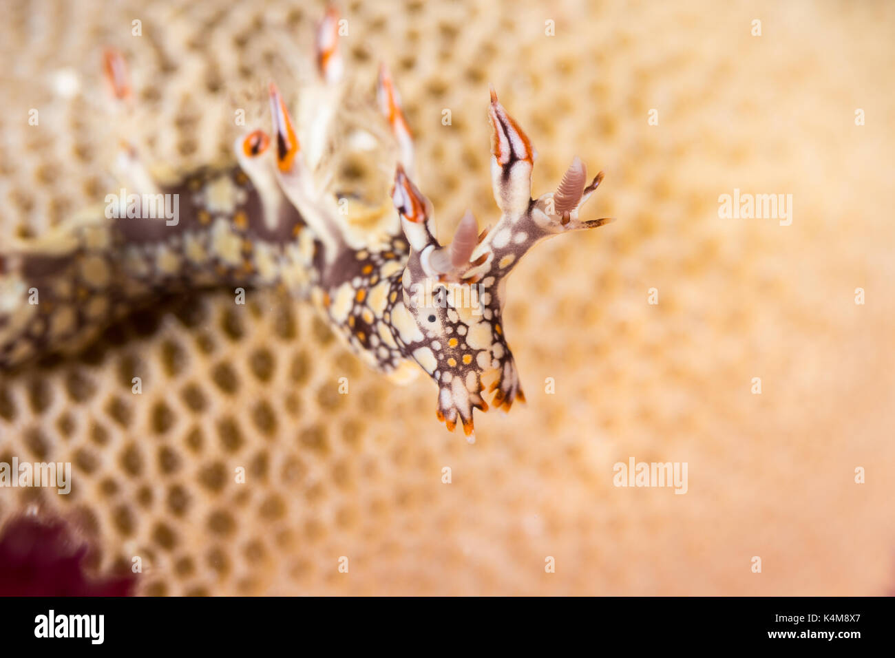 Bornella anguilla, nudibranche, limace de mer sur la barrière de corail Banque D'Images