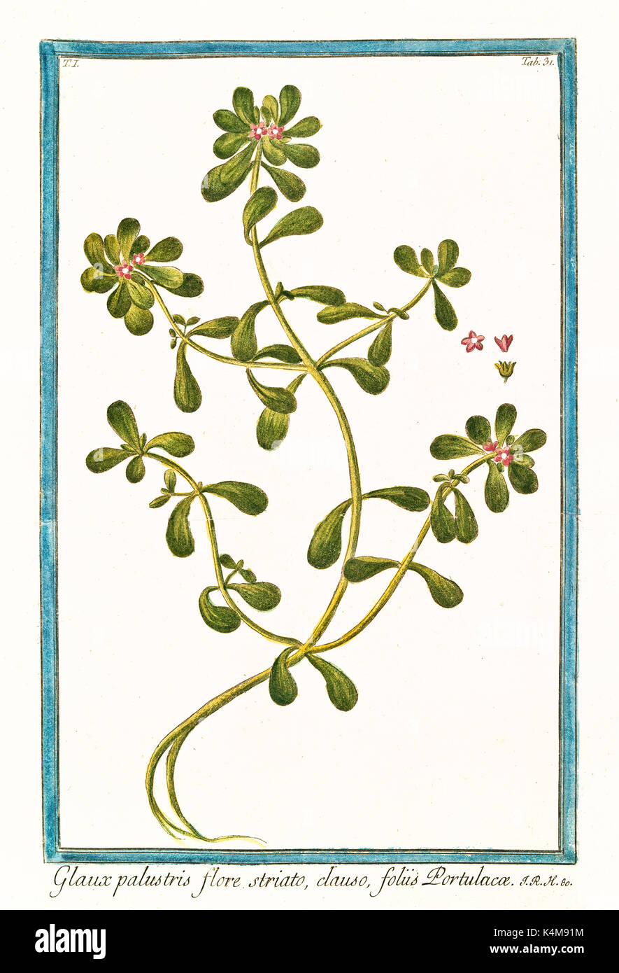 Vieille illustration de Glaux palustris, flore striato (Portulaca oleracea). Par G. Bonelli sur Hortus Romanus, publ. N. Martelli, Rome, 1772 - 93 Banque D'Images