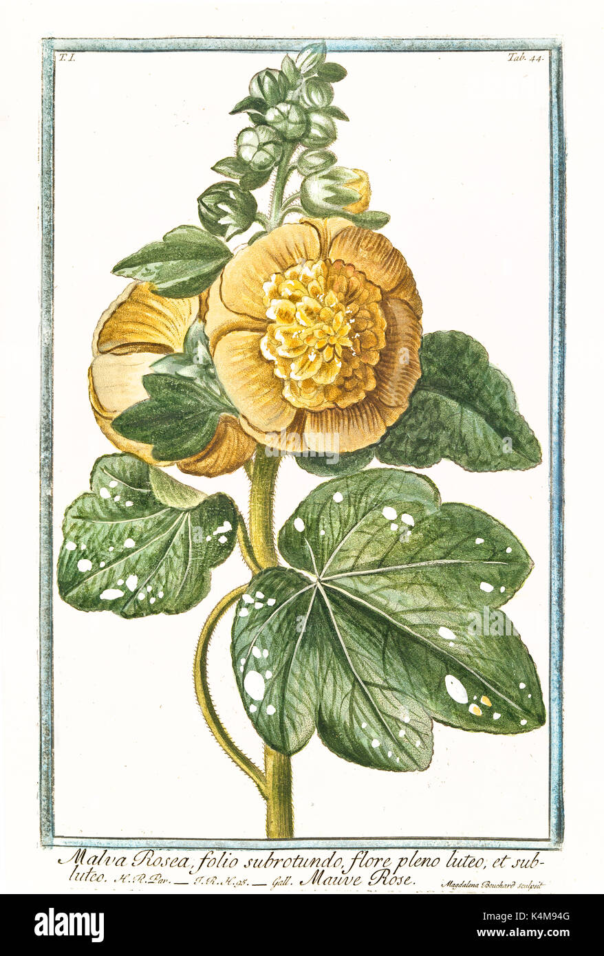 Vieille illustration de Malva rosea, flore, luteo, (Alcea rosea). Par G. Bonelli sur Hortus Romanus, publ. N. Martelli, Rome, 1772 - 93 Banque D'Images