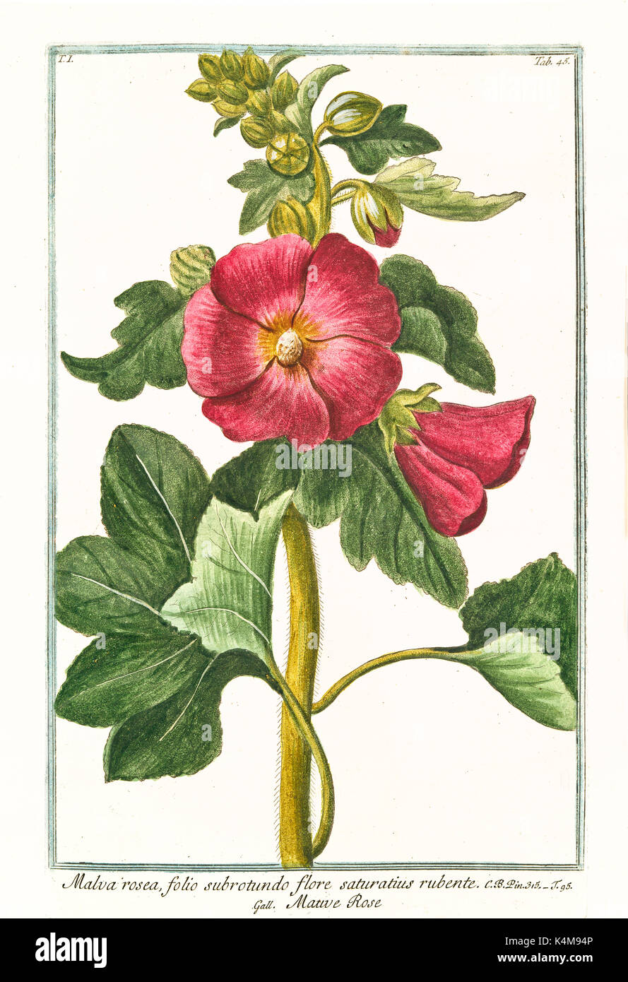 Vieille illustration de Malva rosea, flore rubente, saturatius (Alcea rosea). Par G. Bonelli sur Hortus Romanus, publ. N. Martelli, Rome, 1772 - 93 Banque D'Images