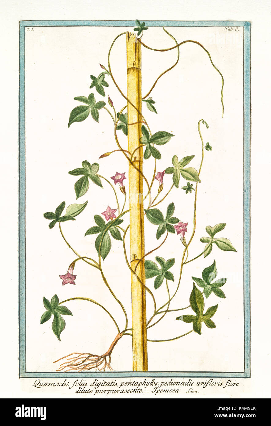 Vieille illustration d'Ipomoea quamoclit foliis (digitatis violacea). Par G. Bonelli sur Hortus Romanus, publ. N. Martelli, Rome, 1772 - 93 Banque D'Images