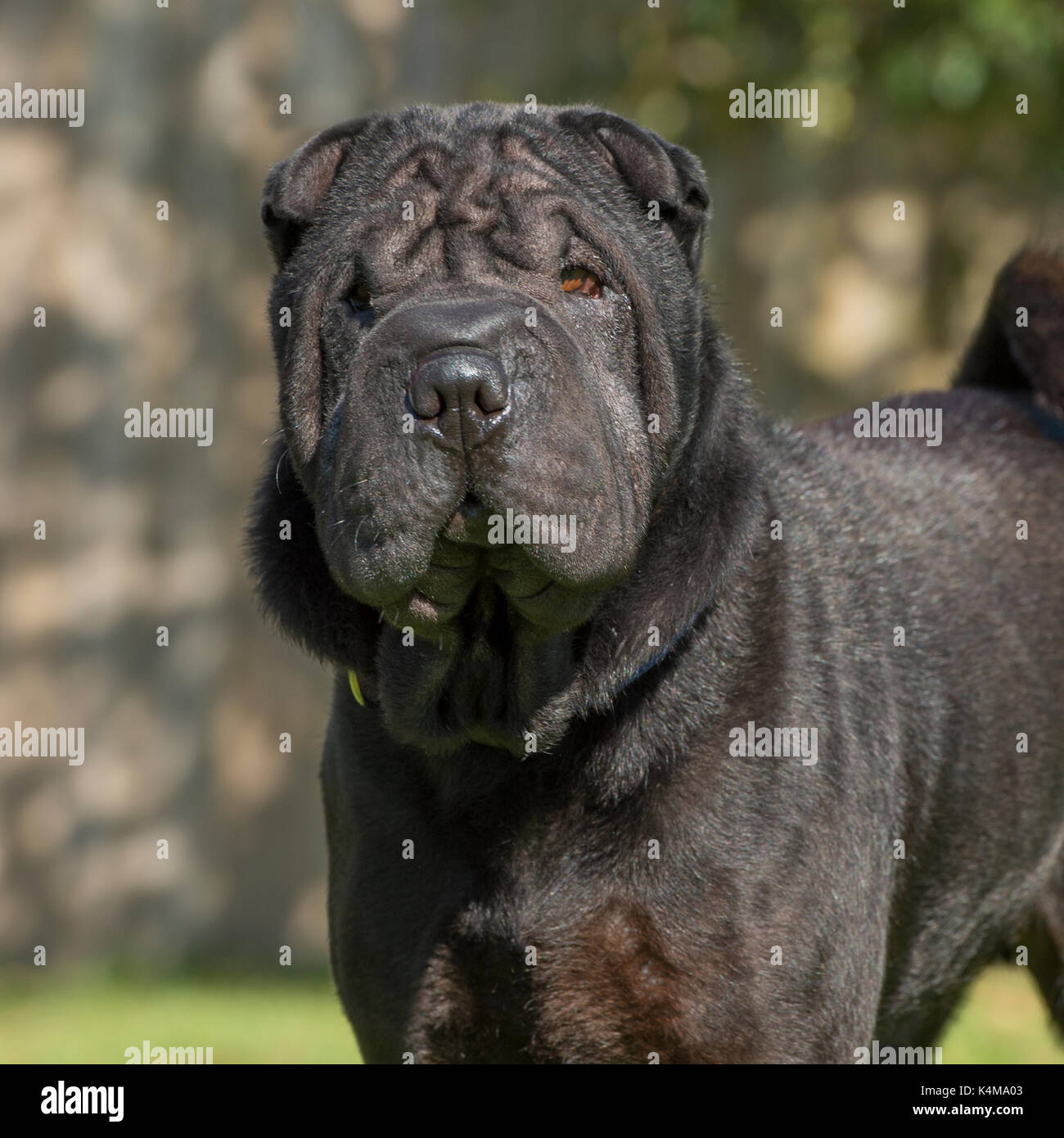 sharpei Banque D'Images