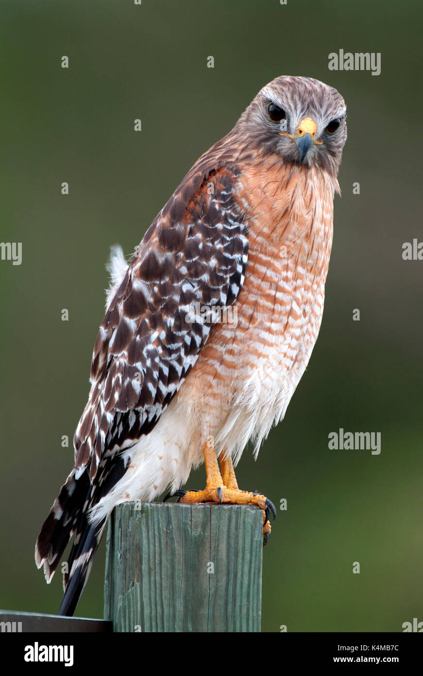 Épaulettes rouges, Buteo lineatus, perché sur piquet, Everglades de Floride. Banque D'Images