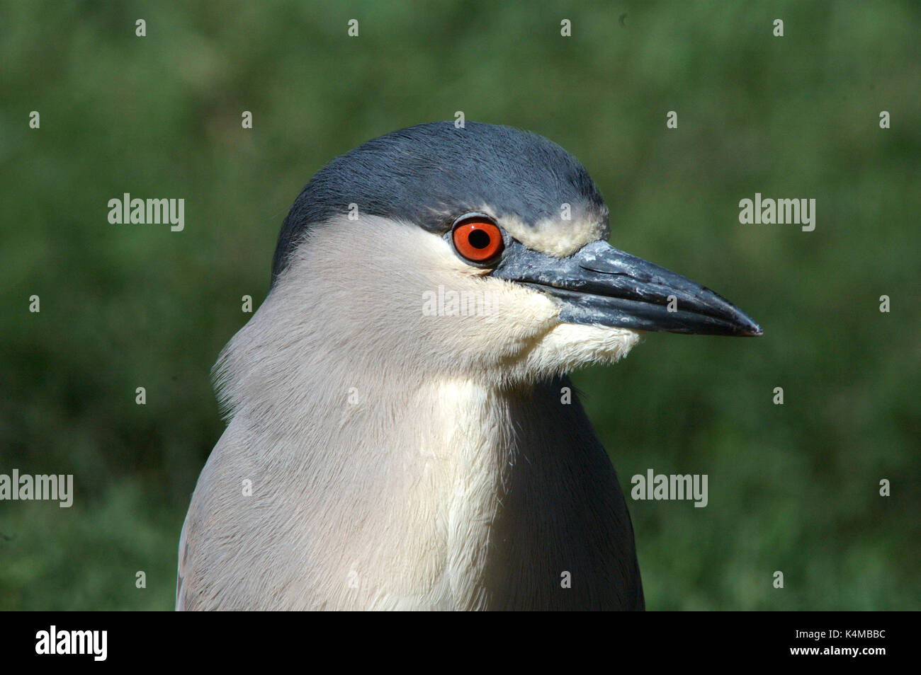 Bihoreau gris noir, Nycticorax nycticorax, en Floride. Banque D'Images