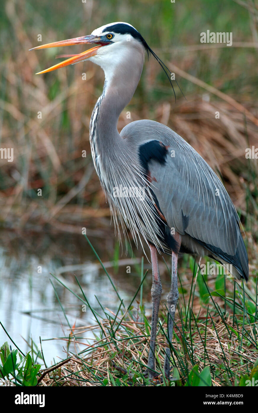 Grand Héron, Ardea herodius, plumage nuptial, Everglades de Floride. Banque D'Images