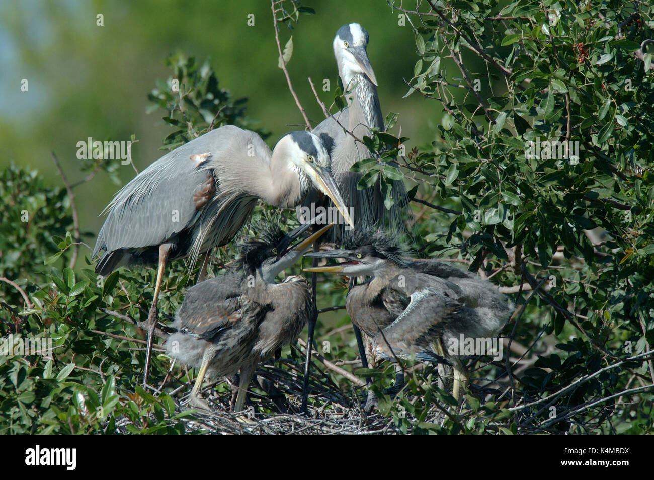Grand Héron, Ardea herodius, sur son nid avec les jeunes, plumage nuptial, Everglades de Floride. Banque D'Images