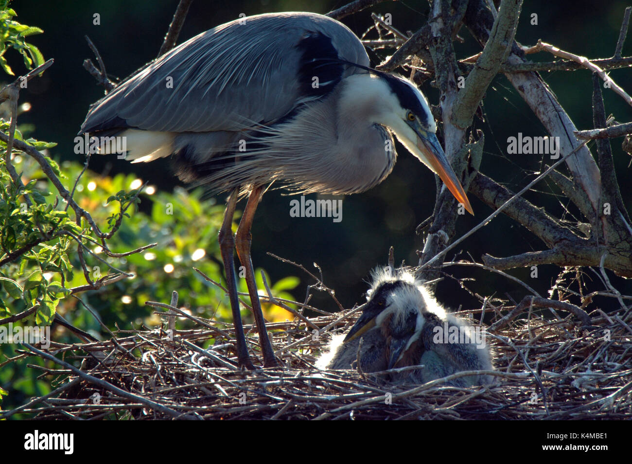 Grand Héron, Ardea herodius, sur son nid avec les jeunes, plumage nuptial, Everglades de Floride. Banque D'Images