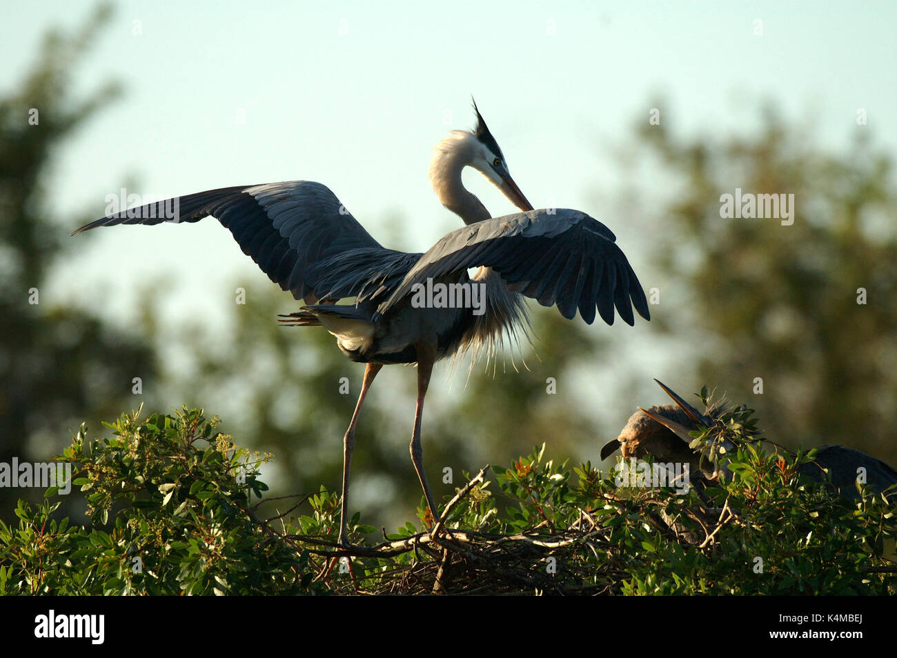 Grand Héron, Ardea herodius, atterrissage sur son nid, ailes ouvertes, battant, plumage nuptial, Everglades de Floride. Banque D'Images