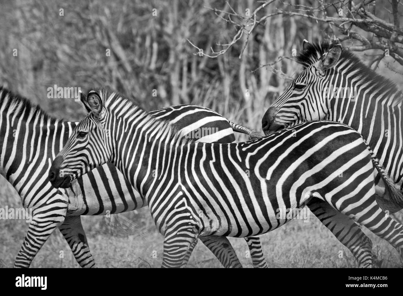 Le zèbre de crawshay en fuite. prises dans le parc national de South Luangwa. Banque D'Images Le zèbre de crawshay en fuite. prises dans le parc national de South Luangwa. Banque D'Images