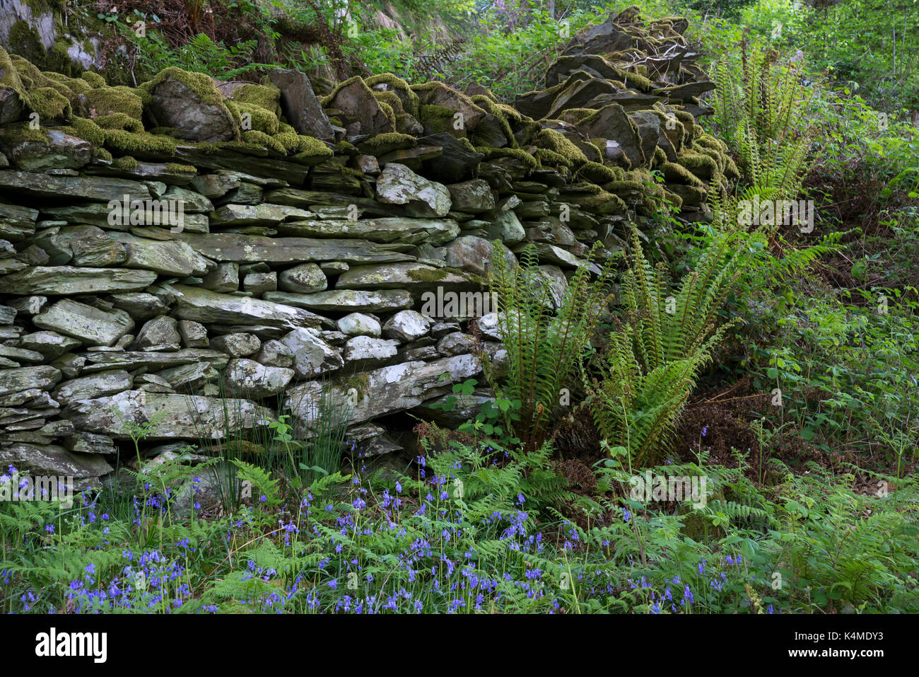 Vieux mur de pierres sèches traditionnelles dans les bois de Snowdonia, le nord du Pays de Galles. nouveau livre vert fougères et plantes à fleurs jacinthes autour de la base du mur. Banque D'Images