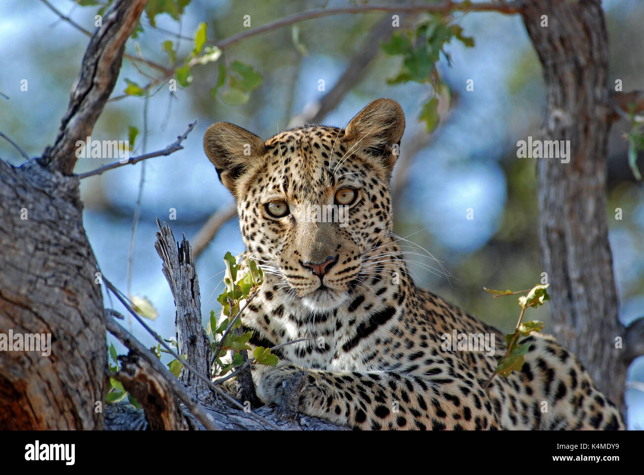 Leopard dans un arbre. prises dans le delta de l'Okavango, au Botswana Banque D'Images
