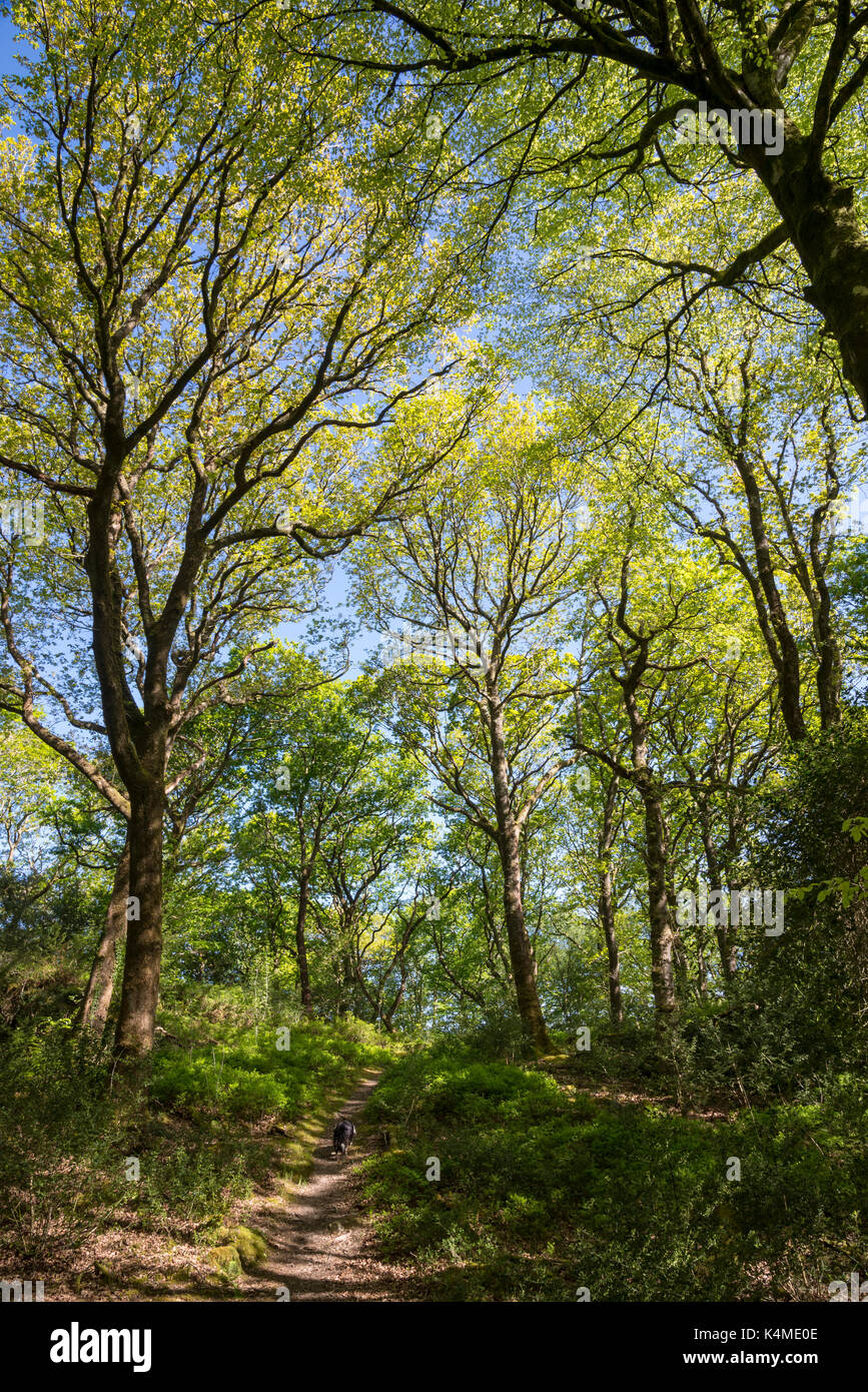 Chemin à travers les bois à coed aber artro près de llanbedr, Gwynedd, au nord du Pays de Galles. Banque D'Images