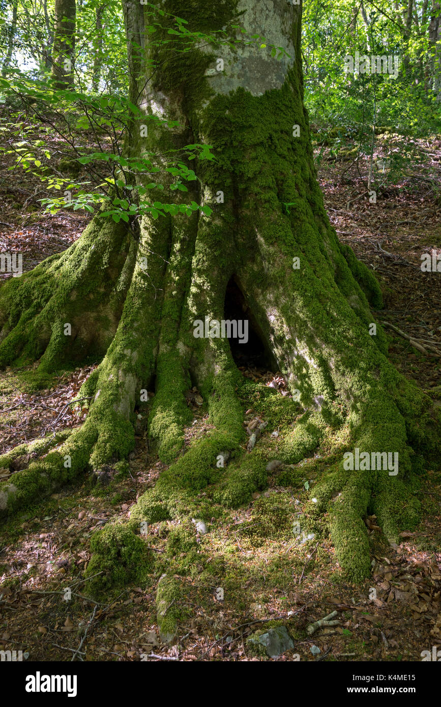 Tronc d'arbre moussu à coed aber artro près de llanbedr, Gwynedd, au nord du Pays de Galles. Banque D'Images