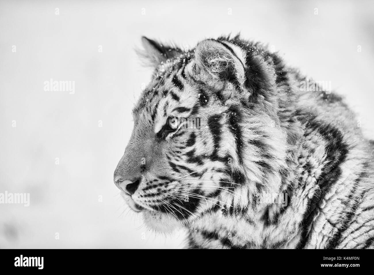 Portrait de tigre en noir et blanc Banque D'Images