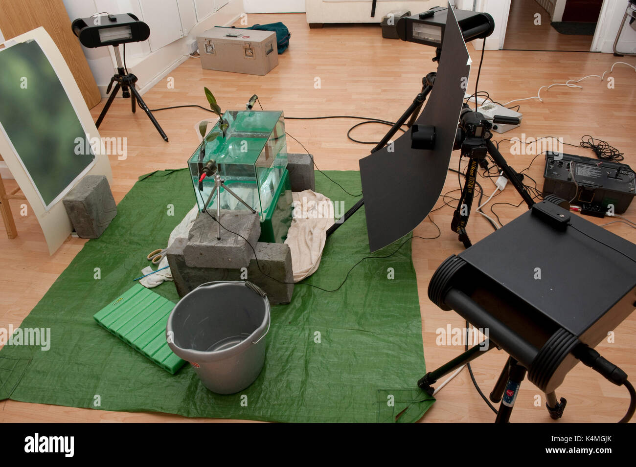 Studio de photographie à haute vitesse de grenouille rousse, Rana temporaria, sautant en environnement de l'étang Banque D'Images