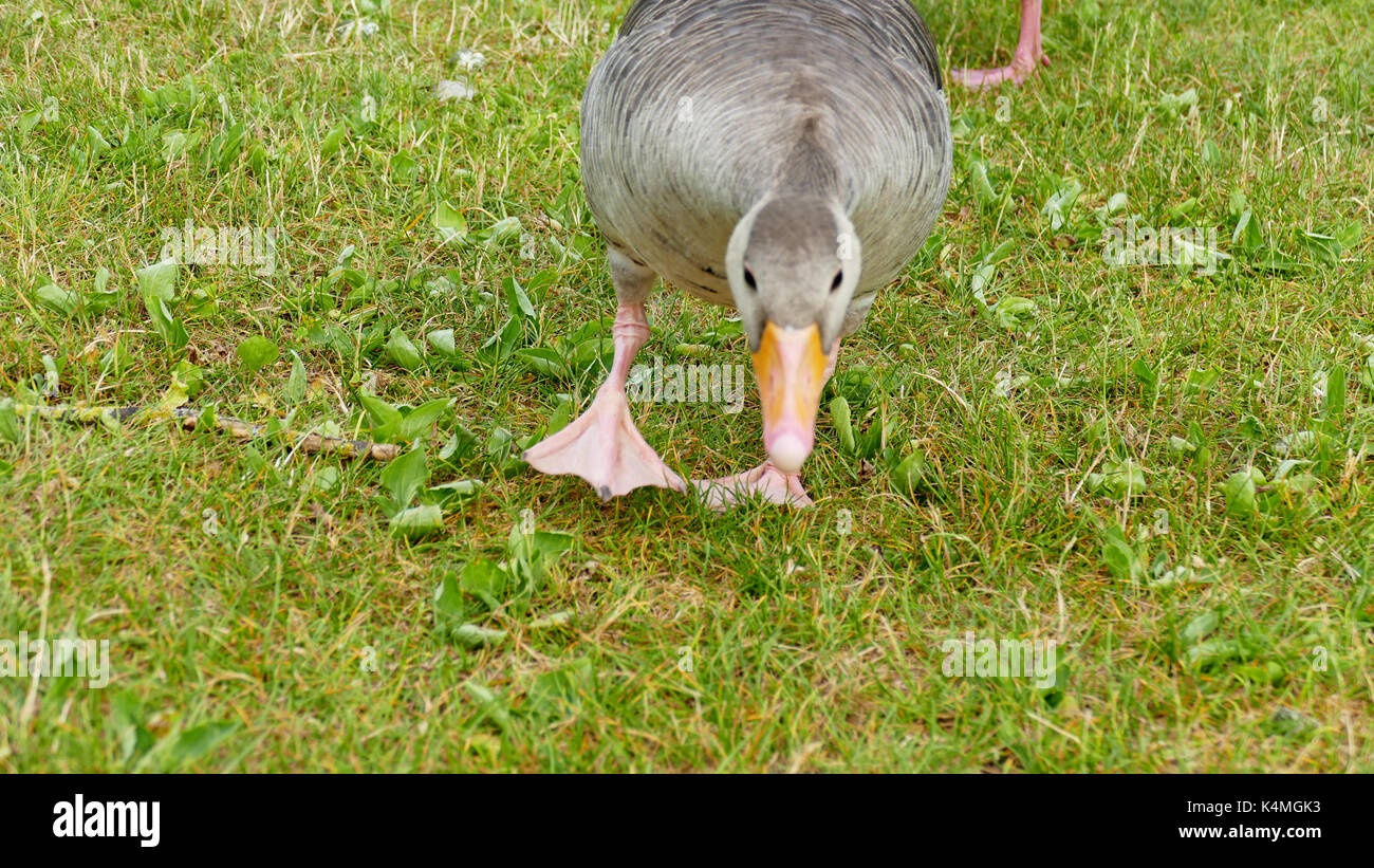 Cygnes et canards Banque D'Images