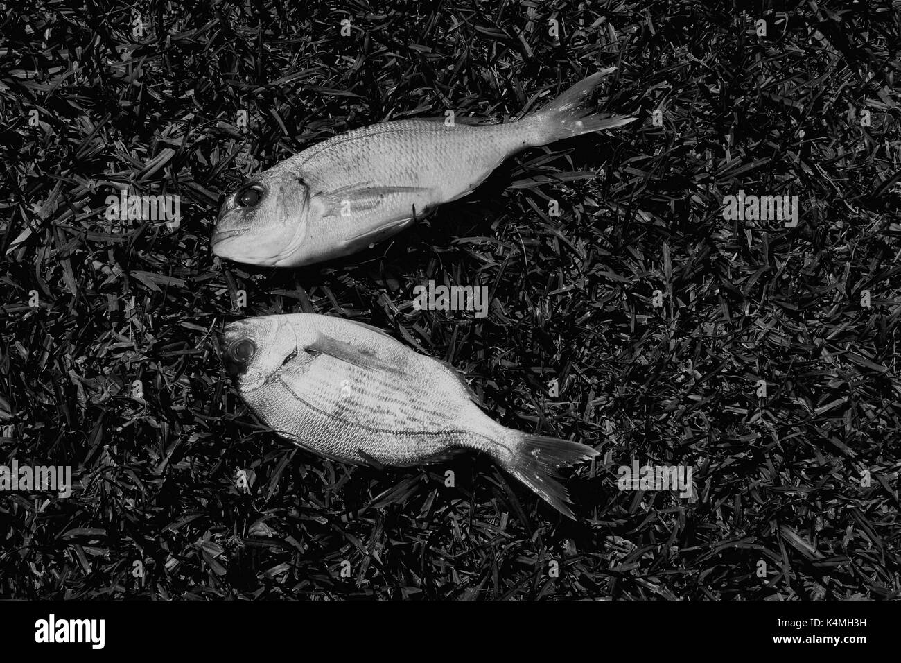 Deux poissons daurade sur fond d'herbe. Noir et blanc. Banque D'Images