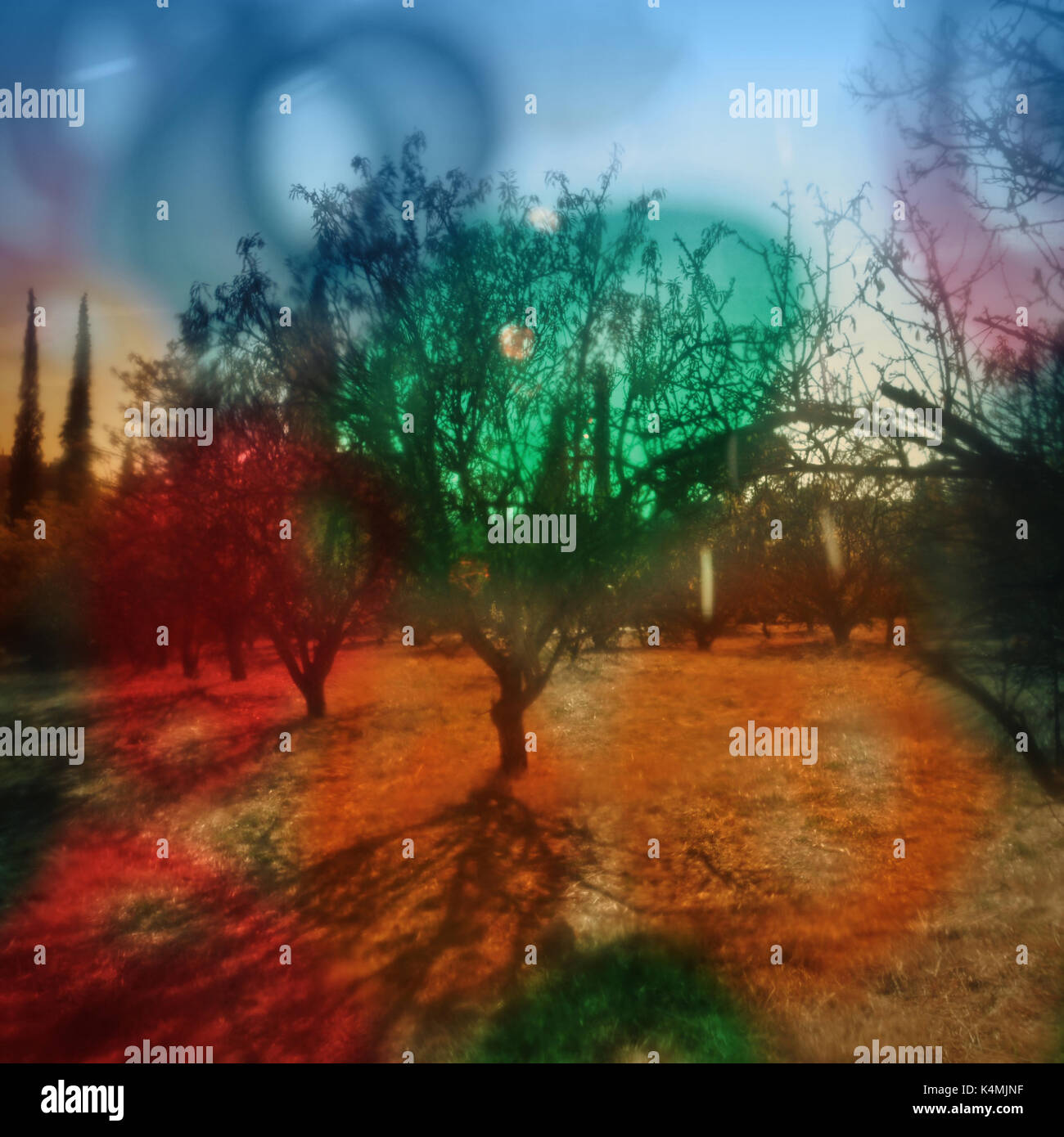 Paysage abstrait psychédélique flou lumière liquide cercles colorés et des arbres si maculé de peinture. Banque D'Images
