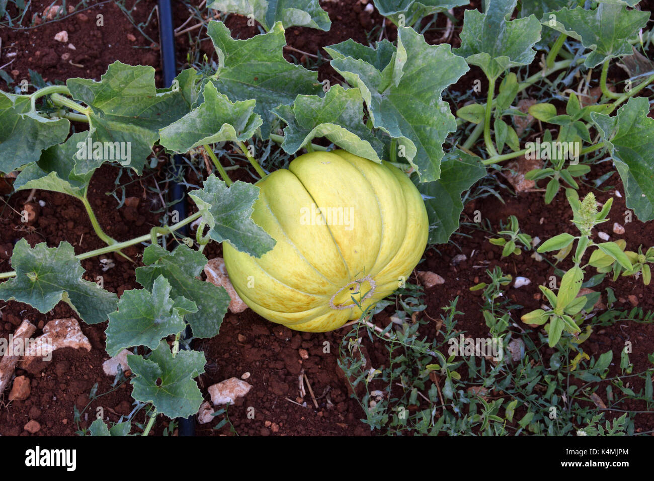 Feuille Plant De Melon