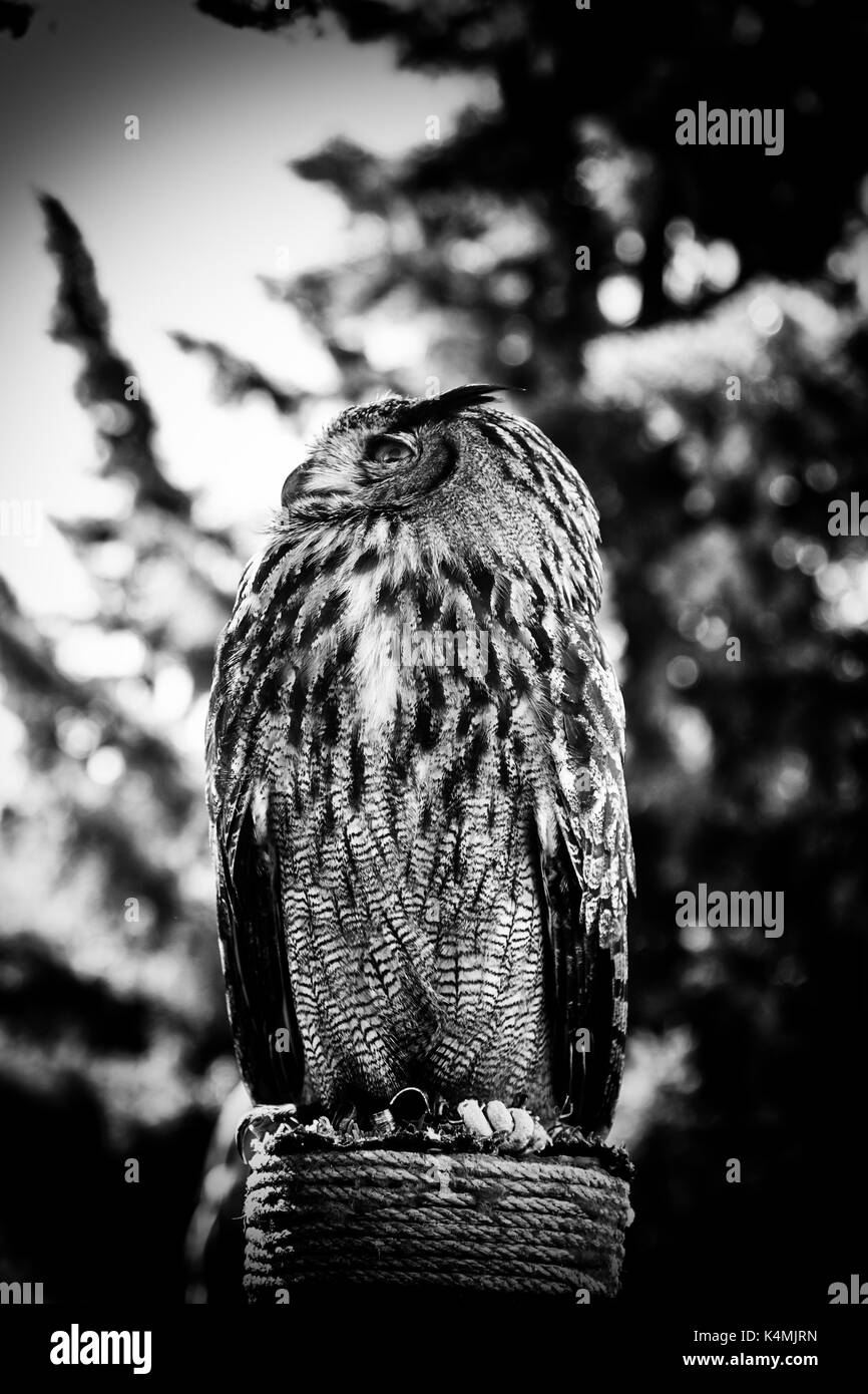 Hibou royal dans une exposition d'oiseaux de proie, la puissance et la taille, détail d'un grand oiseau, Banque D'Images