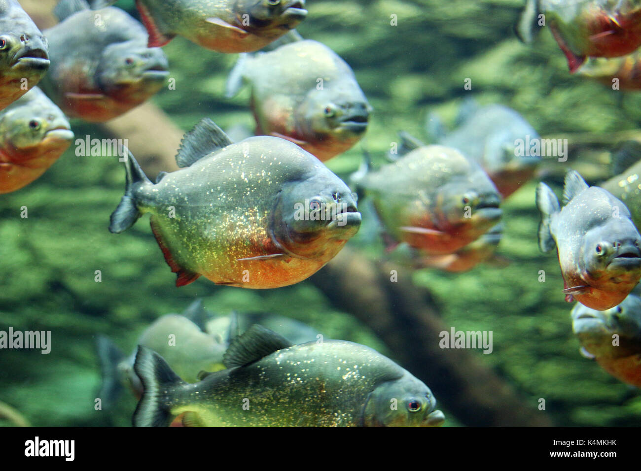 Troupeau de piranhas nager la faune nature Banque D'Images