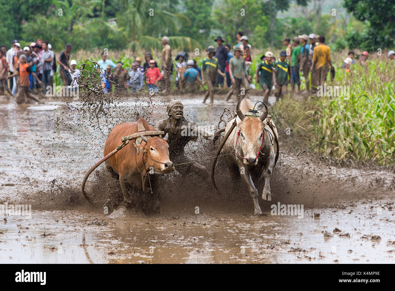 Jawi SSPI (GC) dans la région de West sumarta, Indonésie. annuelles traditionnelles sport-spectacle de courses de jockeys 2 vaches prix du riz le long d'une rizière. Banque D'Images