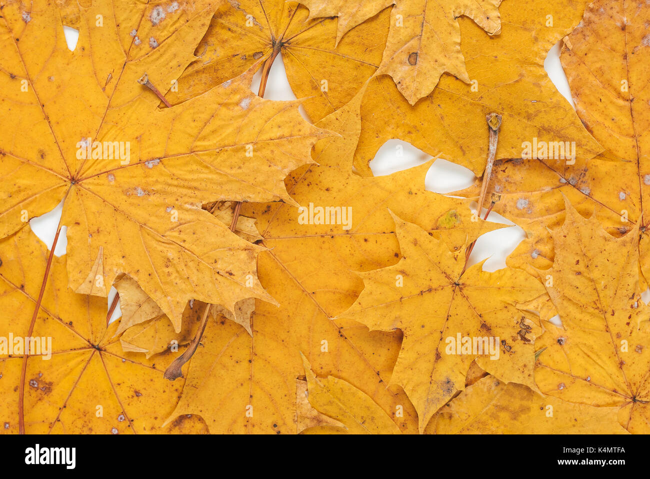 Les feuilles d'automne isolé sur fond blanc Banque D'Images