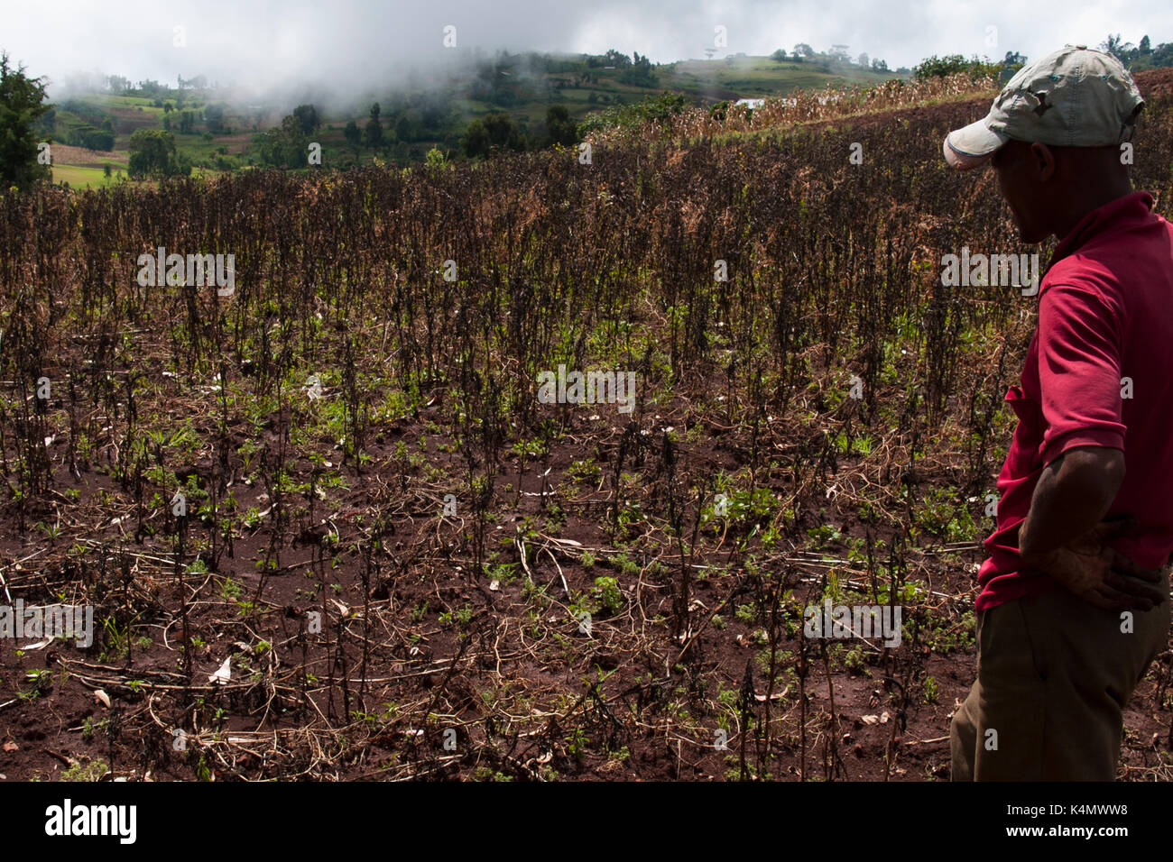 Un agriculteur donne à sa récolte, l'Éthiopie, l'Afrique Banque D'Images