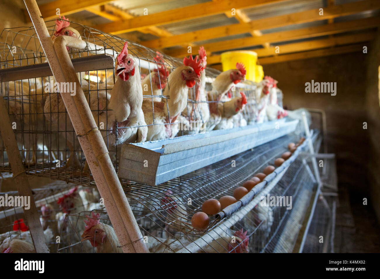 Les poules pondre leurs œufs dans des cages, le Lesotho, l'Afrique Banque D'Images