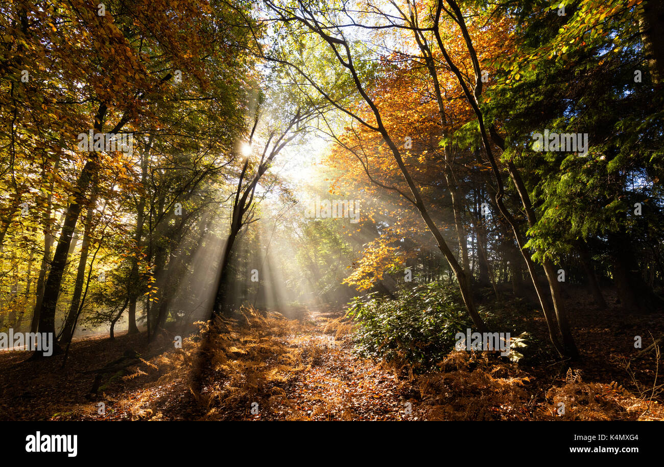 Rayons éclatant à travers bois d'automne brumeux, Heusden-Zolder (sint-franciscuscollege), oxted, Surrey, Angleterre, Royaume-Uni, Europe Banque D'Images