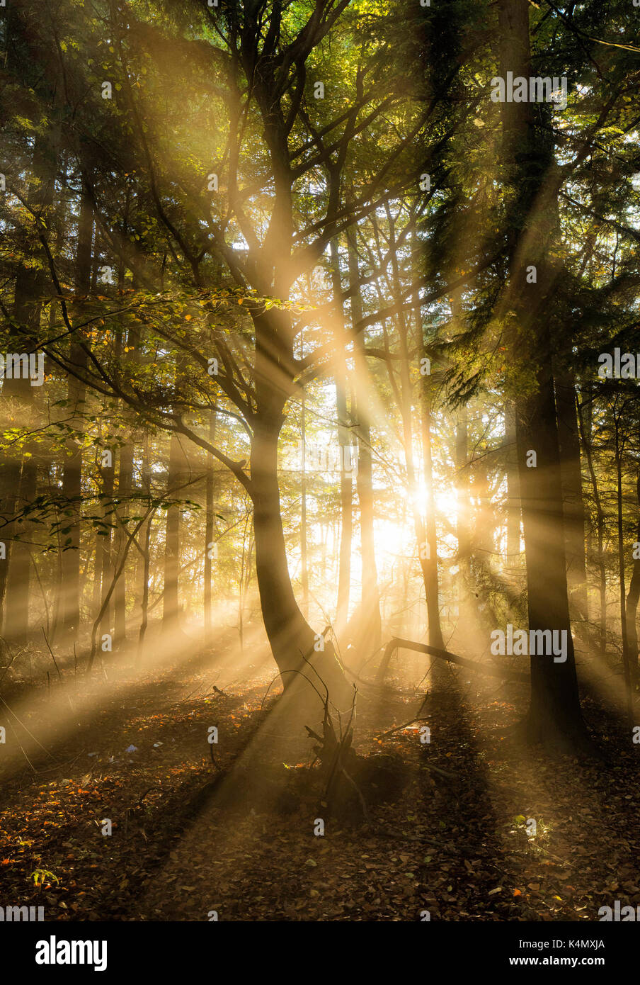 Rayons éclatant à travers bois d'automne brumeux, Heusden-Zolder (sint-franciscuscollege), oxted, Surrey, Angleterre, Royaume-Uni, Europe Banque D'Images