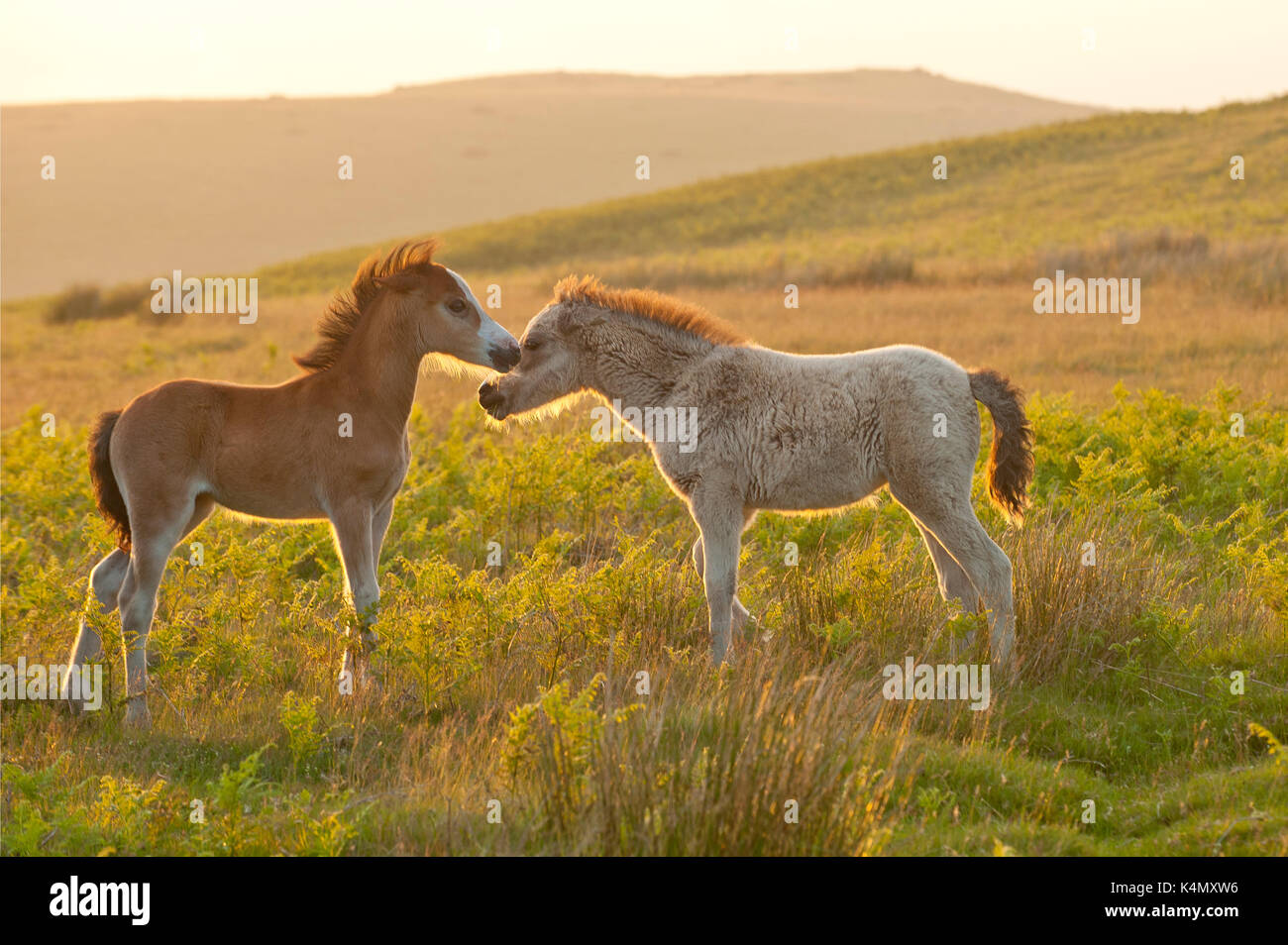 Poulains welsh sur le mynydd epynt moorland, Powys, Pays de Galles, Royaume-Uni, Europe Banque D'Images