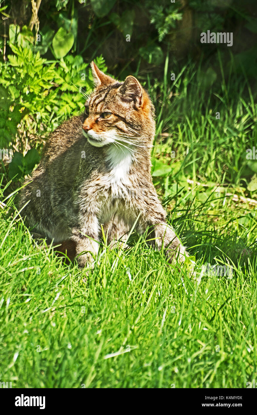 Chat sauvage écossais, Lutra lutra, en voie de disparition, de la faune, Banque D'Images