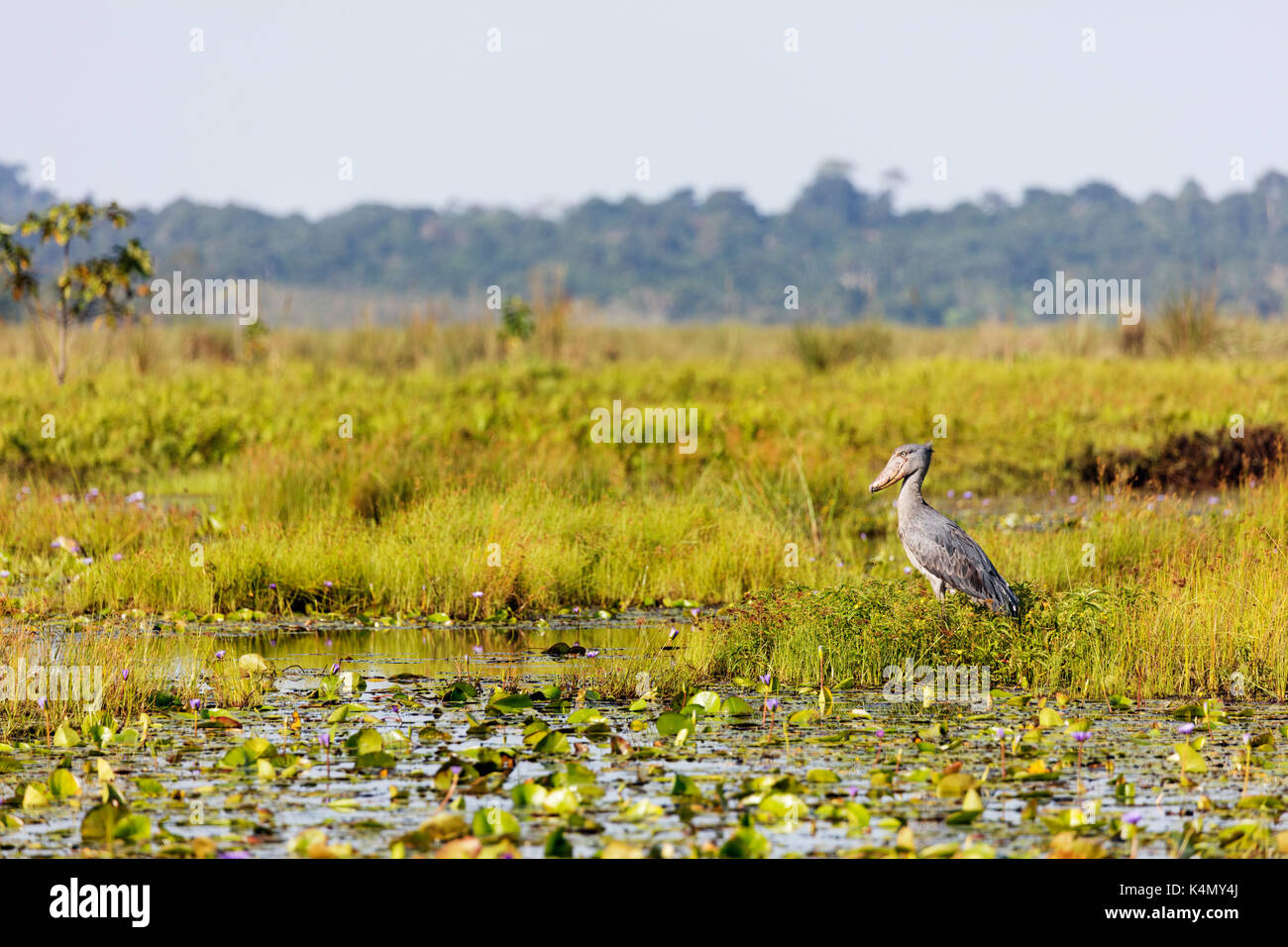 Bec-en-sabot du Nil (balaeniceps rex), marais de mabamba. L'Ouganda, l'Afrique Banque D'Images