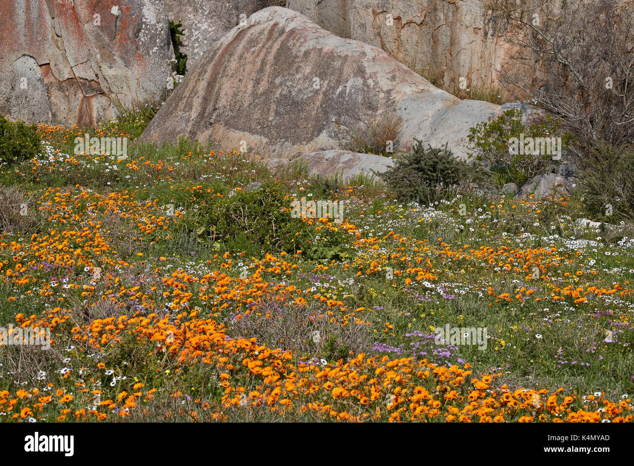 Orange, violet, blanc et jaune fleurs sauvages, west coast national park, Afrique du Sud, l'Afrique Banque D'Images