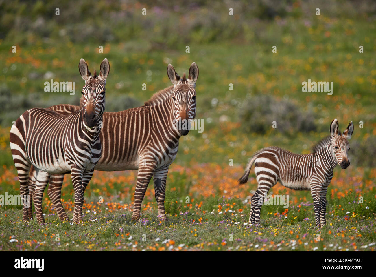 Zèbre de montagne du cap (Equus zebra zebra) parmi les fleurs sauvages, west coast national park, Afrique du Sud, l'Afrique Banque D'Images