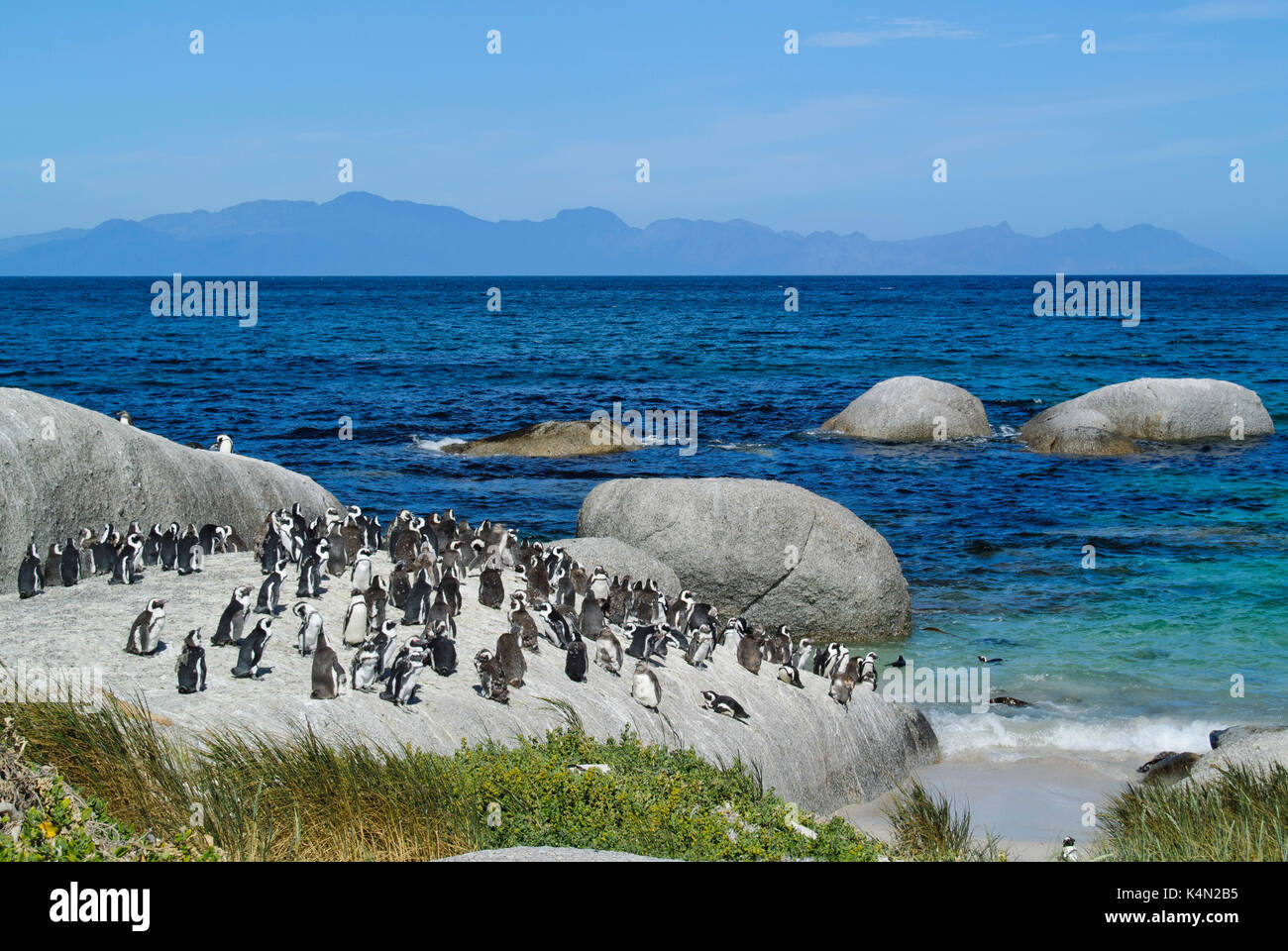 Pingouins africains (Spheniscus demersus) reposant sur les rochers de granit à foxy Beach, péninsule du Cap, Afrique du Sud Banque D'Images